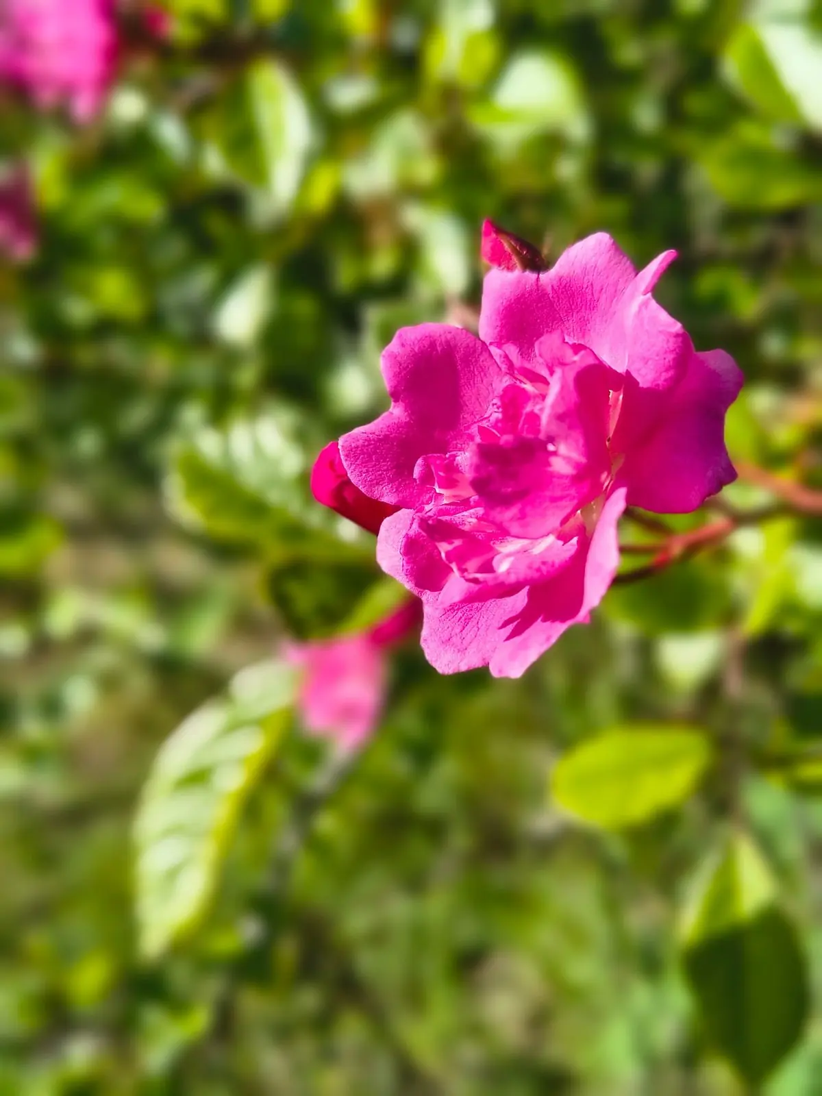 Detalle de flor rosada