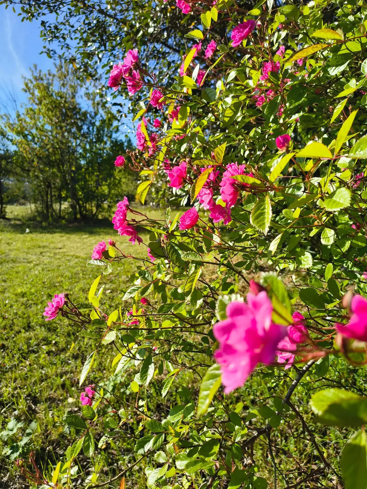 Rosas del jardín
