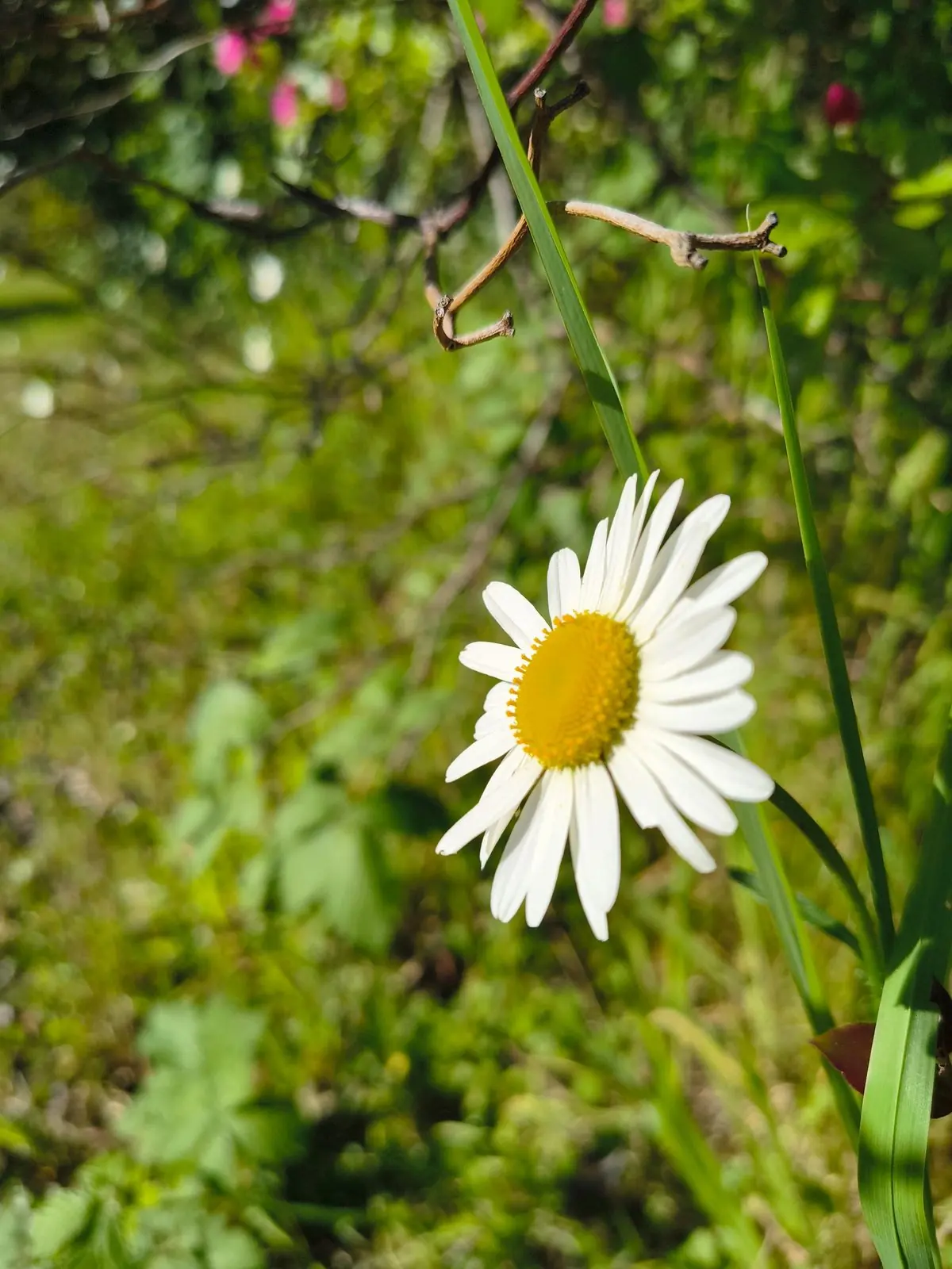 Flor margarita en el jardín